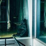 Moltbook revoluciona ao substituir zoológicos de animais por zoológicos de robôs