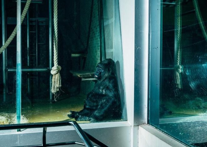 Moltbook revoluciona ao substituir zoológicos de animais por zoológicos de robôs