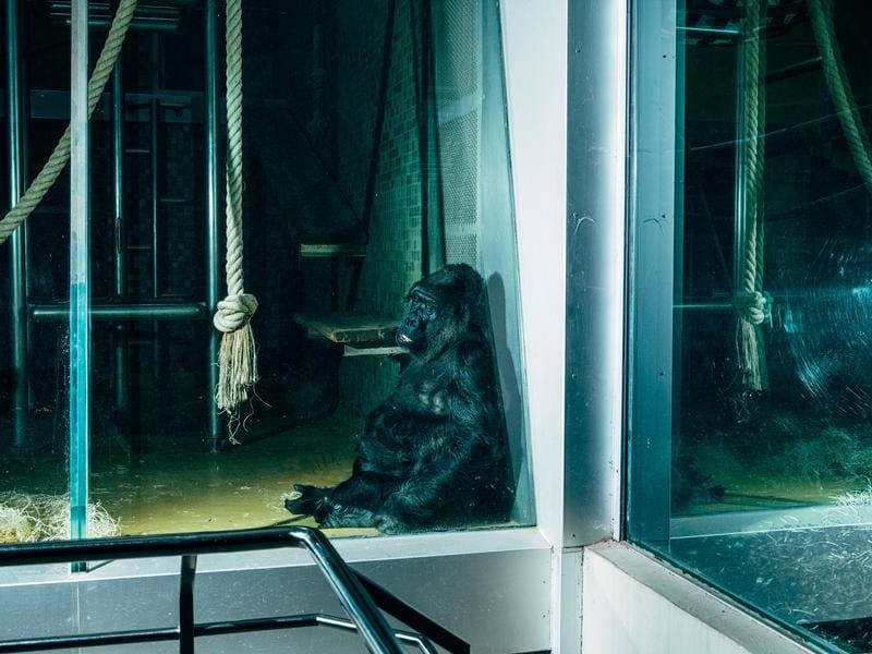 Moltbook revoluciona ao substituir zoológicos de animais por zoológicos de robôs