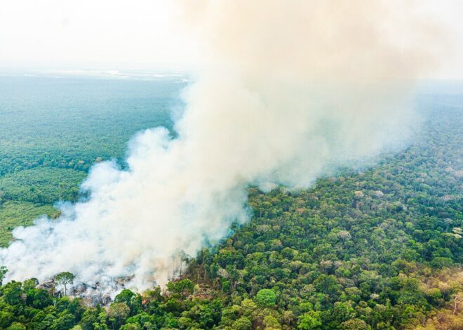 Legislação em discussão na Câmara dos Deputados ameaça eficácia do Ibama na Amazônia, alerta estudo