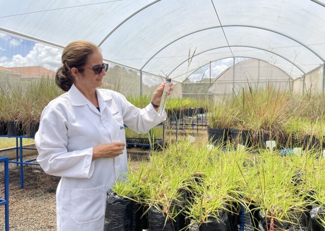 Iniciativa Artemis: Brasil desenvolve “superplantas” para nutrir a vida no espaço e na Terra