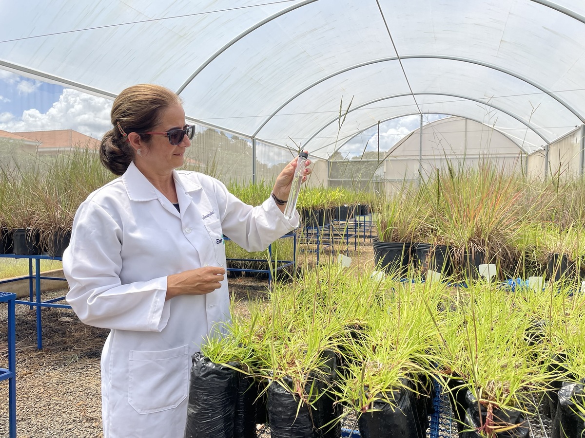 Iniciativa Artemis: Brasil desenvolve “superplantas” para nutrir a vida no espaço e na Terra