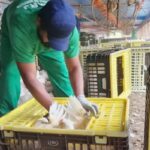 MPT investiga Cargill e JBS por suspeitas de trabalho escravo em suas operações