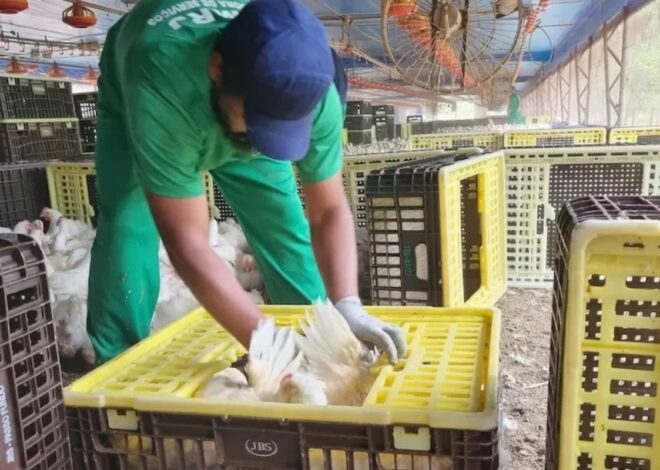 MPT investiga Cargill e JBS por suspeitas de trabalho escravo em suas operações