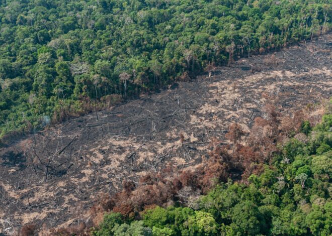 No “Dia do Agro”, setor rural avança em regulamentações e enfraquece a supervisão ambiental